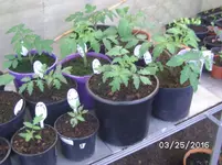 Tomaten.webp
