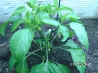 Sweet Cayenne.webp