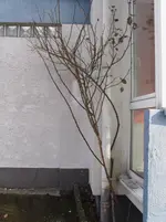 rose_1.webp