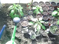 BILD5459.webp