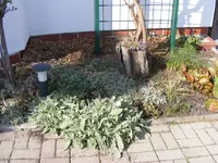 Erkerbeet 26.3..webp
