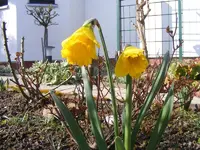 Osterglocken 26.3..webp