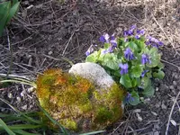 Veilchen 26.3..webp