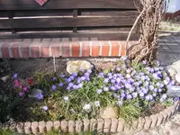 Vorgarten 26.3..webp