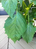 TomatilloLeaf.webp