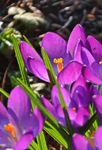 DSC_6779.webp
