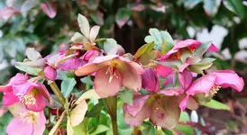 pink (17).webp