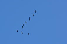 DSC_6770.JPG