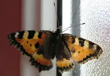 TiereMakro (49).webp