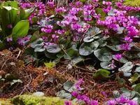 Hermannshof1.webp