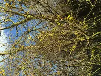 image.webp