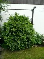 Buchs2.webp