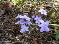 Leberblümchen 28.3..webp