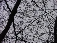 P1060202.webp