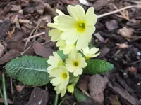 DSCF9236.webp