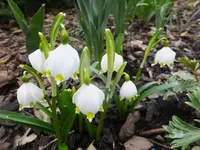 DSCF9242.webp