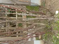 2016-03-29 Golden Gate 1 Basis.webp