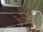2016-03-09 Blaubeere 1.JPG