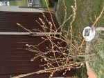 2016-03-09 Blaubeere 2.JPG