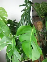 philodendron.webp