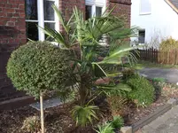 Palme 50-1.webp