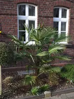 Palme 50-2.webp