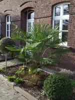 Palme 50-3.webp