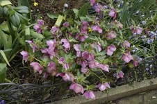 _DSC0148.webp