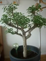 DSCN0082.webp