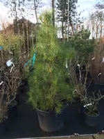 pinus_bordeaux3.webp