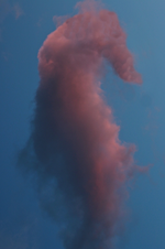 Seepferdchen_Wolke_28032016_800.webp
