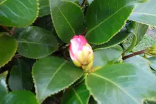 SAM_0848.webp