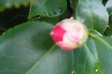 SAM_0849.webp