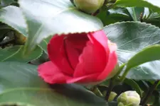 SAM_0851.webp
