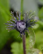 DSC_4040.webp