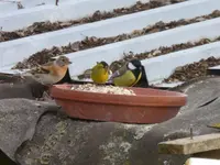 P1060038_zps2blqqemt.webp