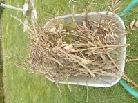 2016-03-30 Rosenschnitt.webp