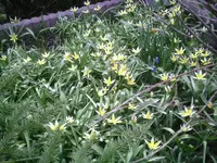 Wildtulpen 14.04.2012.webp