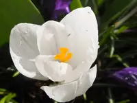 DSCF9356.webp