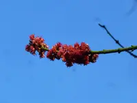P1080881Rot-Ahorn.webp