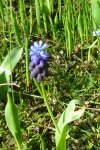 NP1080847Muscari Latifolium.jpg