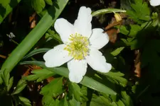 NP1080857Anemone Nemerosia.webp