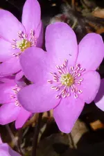 NP1080869Rosa Leberblümchen.webp