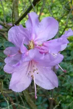 NP1080871Vorfrühlingsalpenrose.webp