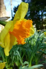 NP1080874 Narcisse.webp