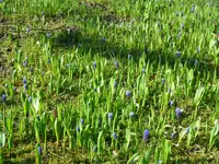 P1080846Traubenhyazinthen.webp