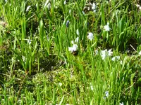P1080852Scilla mit Hummel.webp