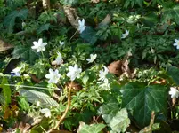 P1080854Anemonen.webp