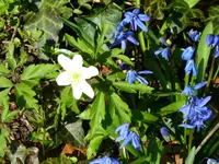 P1080856Blausternchen.webp