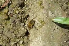 P1080858Biene.webp